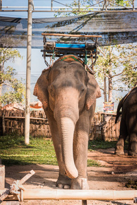 大象农场是为游客饲养的