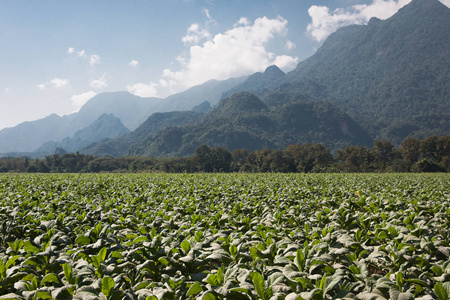 烟草种植在冬季烟草种植园种植在高原烟草种植园种植在清莱北部泰国。