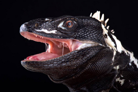 ctenosaura 线虫,俗称黑刺尾鬣蜥 黑色鬣蜥或黑色 ctenosaur墨西哥多