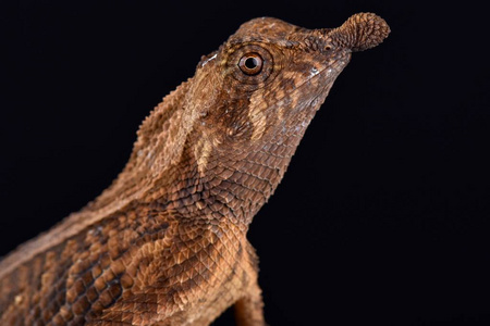 ceratophora黑色背景上的叶鼻蜥蜴照片