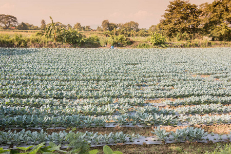 s Chinese kale farm