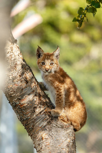 小猫在大自然上