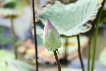 柬埔寨汤汁2016年3月单莲花芽