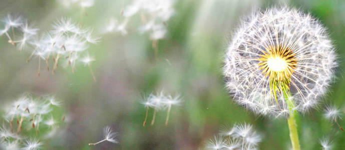 蒲公英的种子在阳光下，拂过一片清新的绿色晨曦