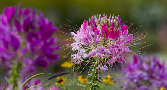 花园里美丽的绢花或蜘蛛花