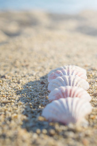 贝壳排列在沙子上。
