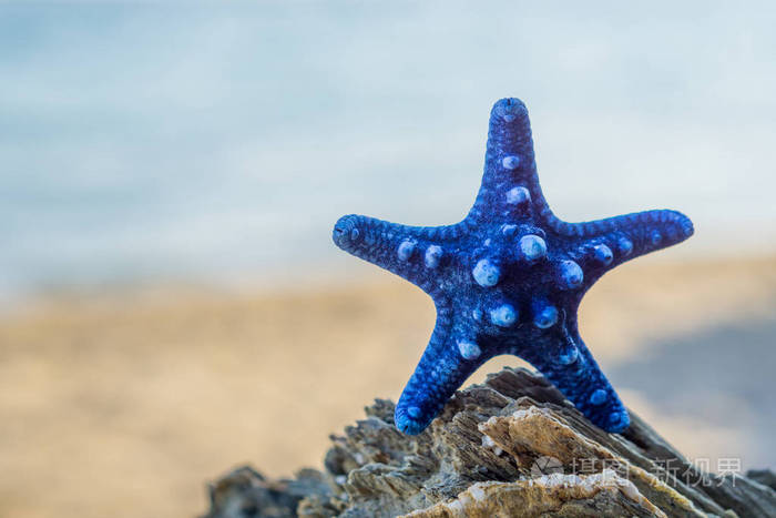 蓝色海星站在海滩上的岩石上背景上模糊的蓝海