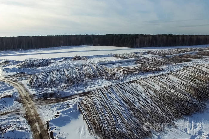 倒下的树躺在开阔的天空下。 俄罗斯的森林砍伐。 西伯利亚森林的破坏。 伐木。