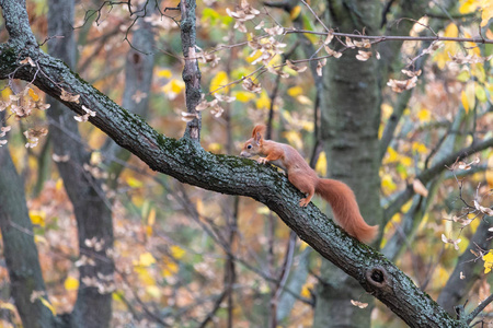 欧亚红松鼠爬上枫树的苔藓树枝.