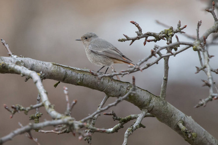 s redstart, blackstart or black redtail Phoenicurus ochruros i