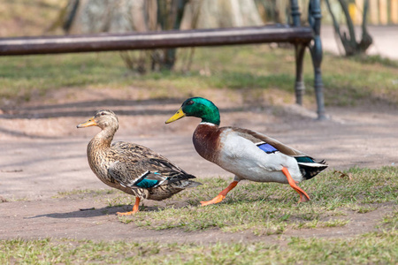 两只浅尝辄止的鸭子(阿纳斯鸭)在春天.