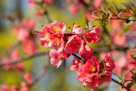 盛开的树枝上开着鲜红的昆士花。 日本昆士花Chaenomeles在春季。 美丽的红花，有黄色的雄蕊。