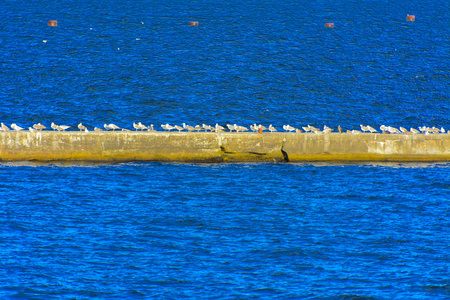 一大群海鸥坐在水泥防波堤上，对着蓝色的大海。