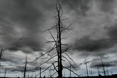 deadforest死亡的森林,在多云的天气里燃烧的枯木.照片