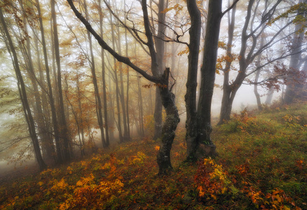 雾蒙蒙的森林。 风景如画的山毛榉森林。 秋天的早晨