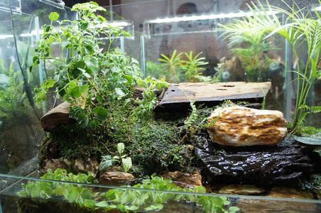 在小型玻璃水族馆中的水族设计展示给公众.照片