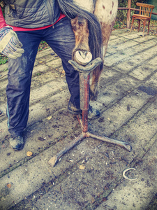 蹄护理在安装马蹄铁之前,对马进行必要的蹄护理. 磨损角蛋白的切割.