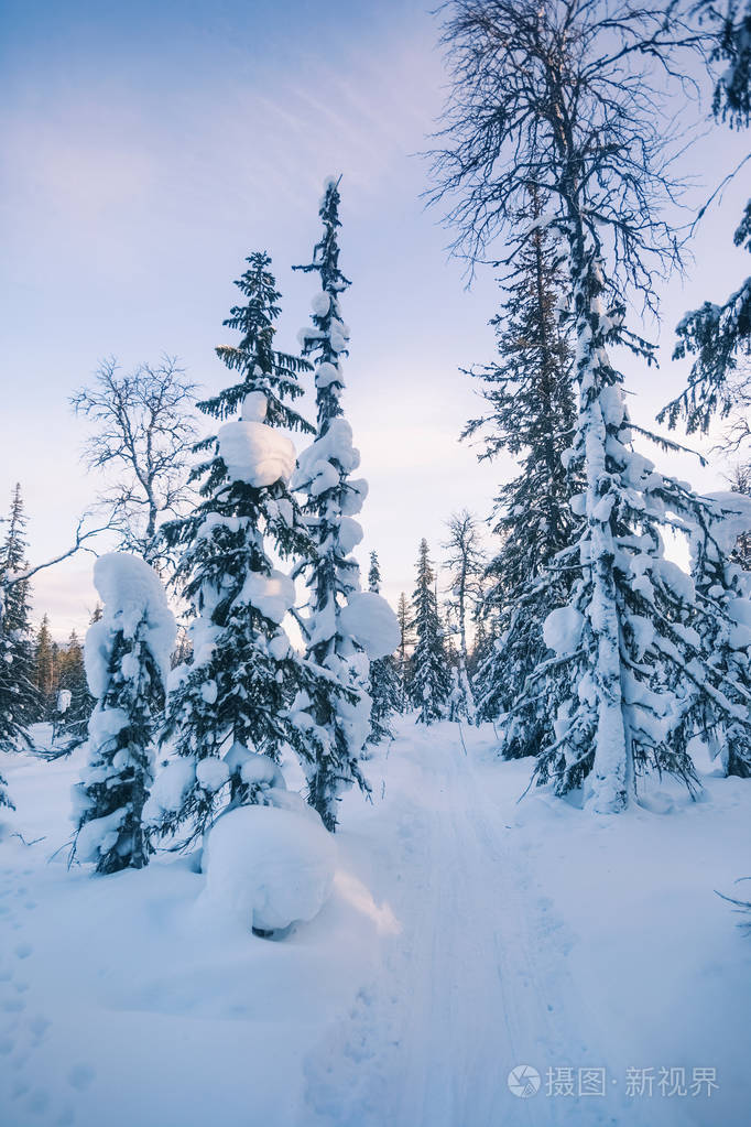 雪覆盖了杉树冬季森林景观科米共和国俄罗斯