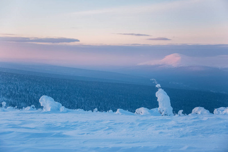 白雪覆盖的云杉树。 乌拉尔山北部霜冻的黎明俄罗斯科米共和国