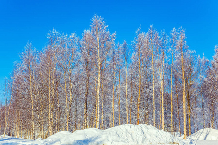 北极的针叶林林地。 明亮的霜冻冬日。 森林的透明冷空气。 北极的冬天。 极端旅游的概念