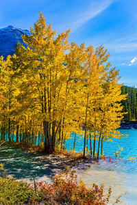 被淹的沿海白杨树林。 风景如画的绿松石亚伯拉罕湖在洪水中。 前往落基山金色秋天的旅程。 生态和主动旅游的概念