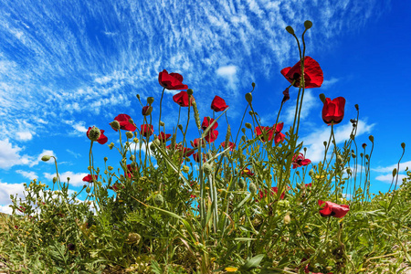 生态和乡村旅游的概念。 壮丽的野花红葵。 蓝色春天天空中的光卷云。 早春以色列
