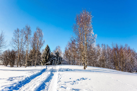 极端和生态旅游的概念。 明亮的冬天寒冷的一天。 雪覆盖的白杨树林里的滑雪道。 森林的透明冷空气