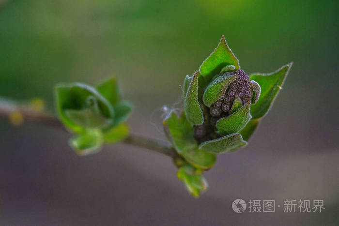 春天花儿发芽的图片图片