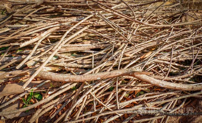 树枝干许多树枝堆在地上作为木柴背景阳光下的干柴