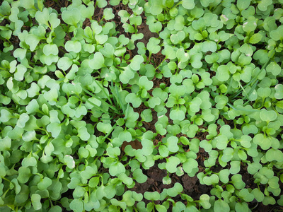 蔬菜园,农业,小型植物场中的新植物/幼苗,卷心菜和绿色的俯视图照片