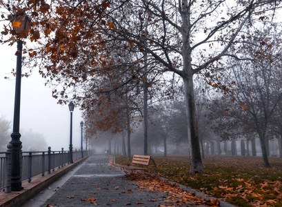 秋天的树，在城市公园里有雾，秋天的风景