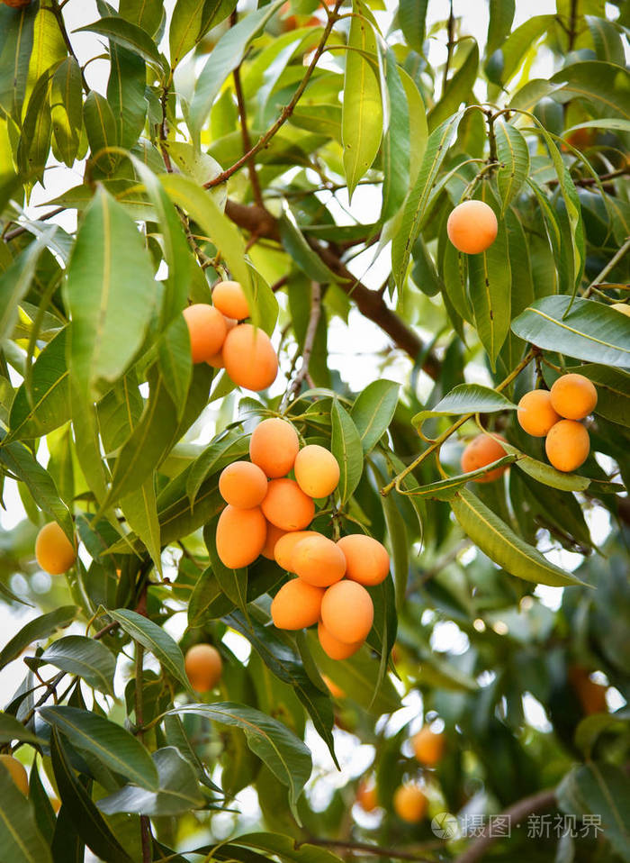 李子芒果热带水果在树上成熟的李子芒果在树枝上绿叶或甜玛莲李子马