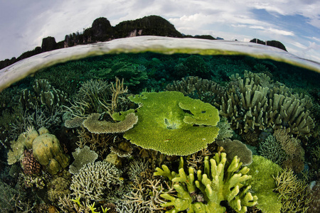 heart of the Coral Triangle34