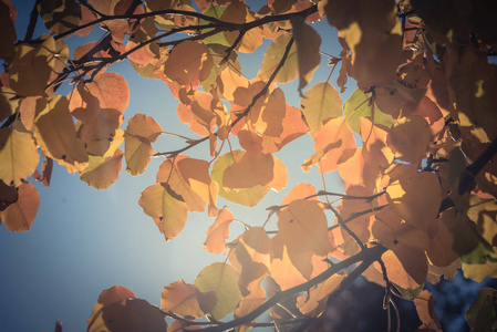 复古的色调，美丽的秋叶，背光的布拉德福德梨愈伤组织梨树