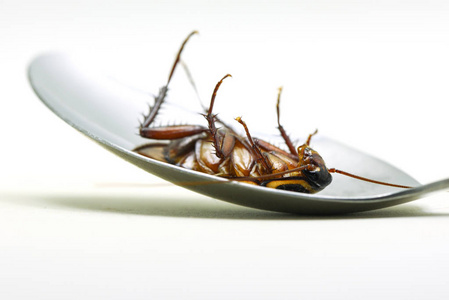 在白色背景杀虫剂产品上分离的勺子上分离出躺死的蟑螂。