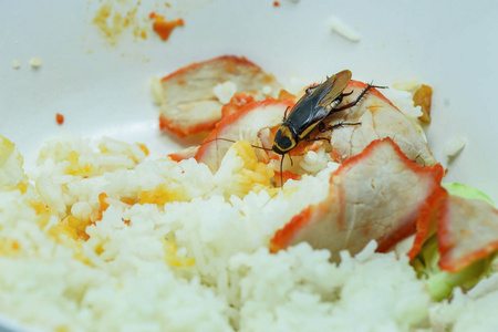 荤食荤食/蟑螂吃米饭食物住在家里的厨房里/把蟑螂关在碗里,污染细菌