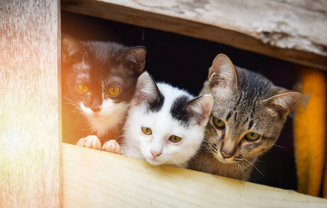 小猫可爱的小猫三只白黑毛猫哥哥多色小猫在窗外看亚洲泰国猫悲伤的动物宠物