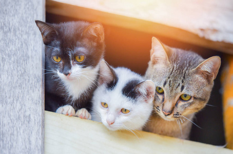 小猫可爱的小猫三只白黑毛猫哥哥多色小猫在窗外看亚洲泰国猫悲伤的动物宠物