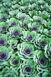 甘蓝蔬菜质地背景彩色观赏甘蓝紫花或甘蓝种植在花园中装饰鲜紫甘蓝甘蓝