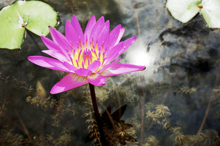 池塘里的紫色莲花图片