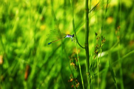 蓝蜻蜓坐在树枝上。 自然背景