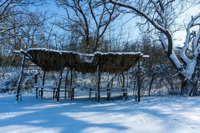 白雪覆盖的树木，在森林里