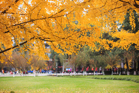 广场银杏图片