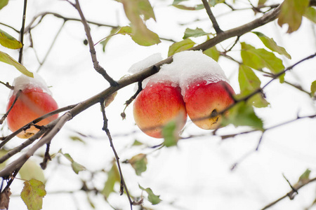第一场雪落在苹果身上
