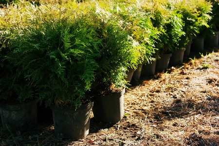 一排花盆和花园植物。 西紫杉北方白色雪松东方乔木或生命树图片