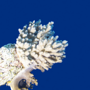 热带海底五颜六色的珊瑚礁手指珊瑚，背景是蓝色的水下景观