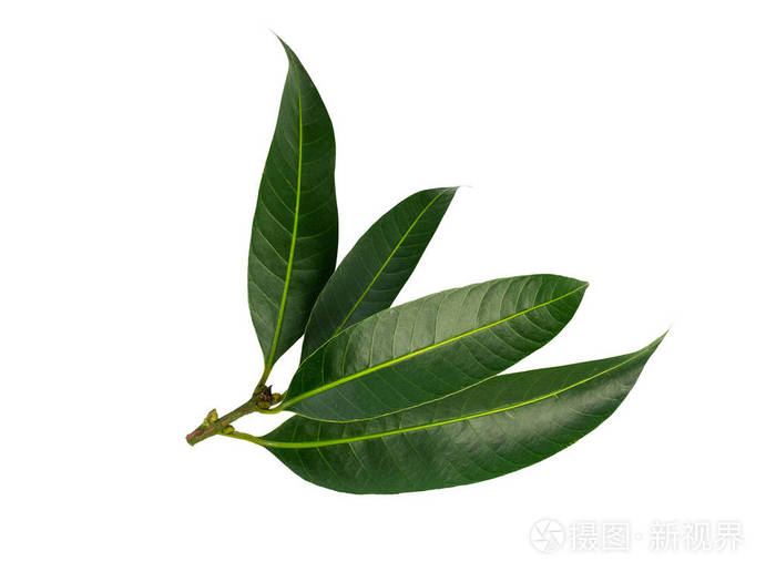 在白色背景上分离出的柑橘叶. (这有裁剪路径)