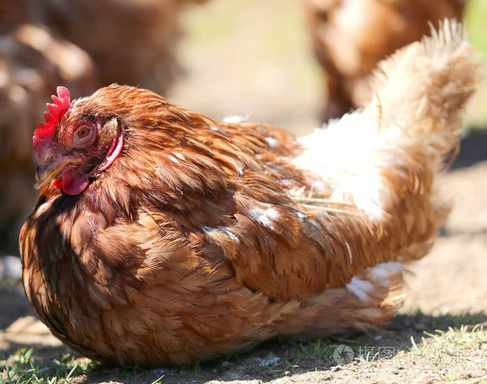 母鸡在鸡舍里孵蛋
