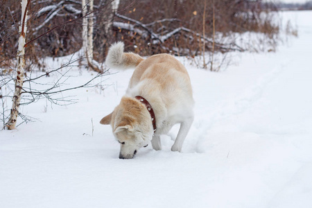 可爱美丽的红发日本秋田英狗在冬天的雪堆里吃雪，在森林里的桦树之间，在自然的雪背景下。