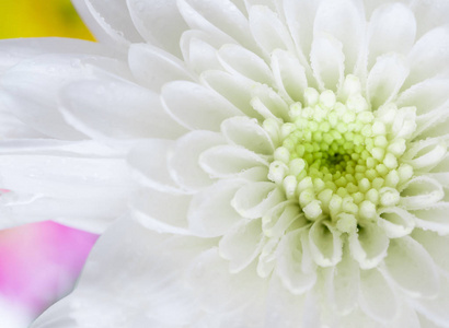 在其他花的背景上合上白色菊花，景浅